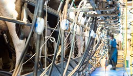 Penrith: Achieving a successful 2nd calving